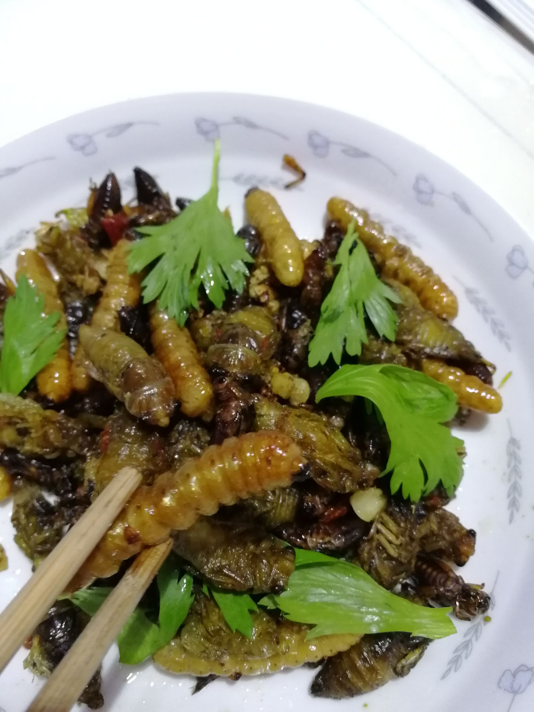 柴虫  木头虫  哈虫 美食昆虫产地供货一手货源