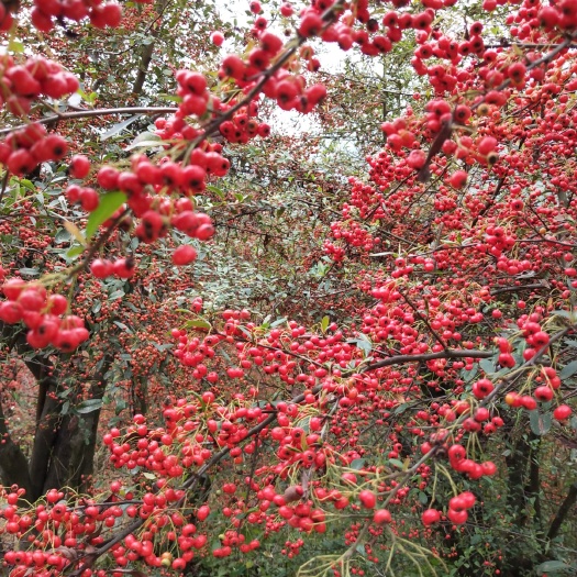 火棘桩 火棘火把果、赤阳子、红子刺、红果、红珠、吉祥果、状元红
