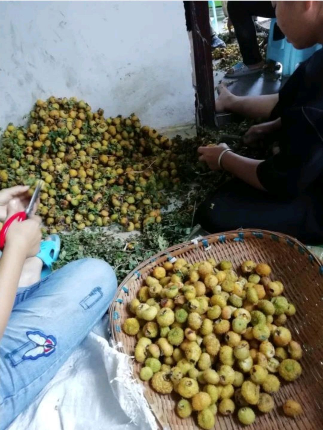 金刺梨 刺梨大量供应200吨左右大量供应