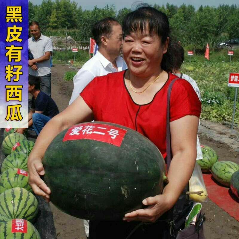  爱花二号西瓜种子黑皮西瓜种子品种大红瓤皮薄籽少高糖度耐重茬