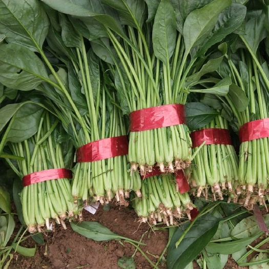  優(yōu)質(zhì)菠菜大量供應(yīng)