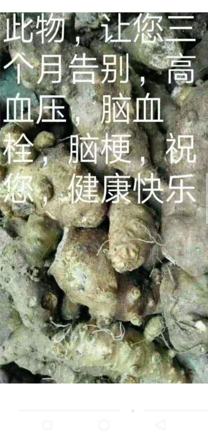 天然藤三七