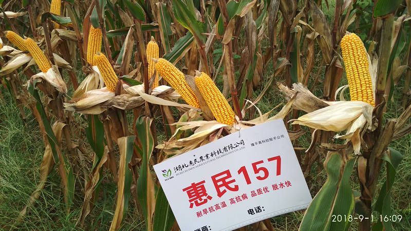 登封市玉米种子 国审惠民157高产抗旱大穗种密度品质好细芯活杆成熟