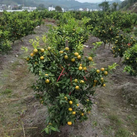 沃柑苗  假一赔十  基地直销  挂果产量高 皮薄口感脆甜水
