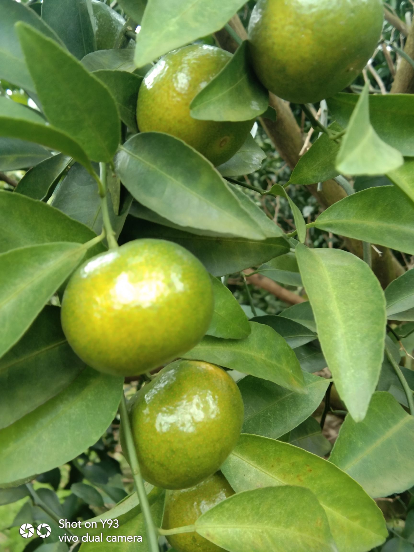 清香蜜桔 清香蜜橘