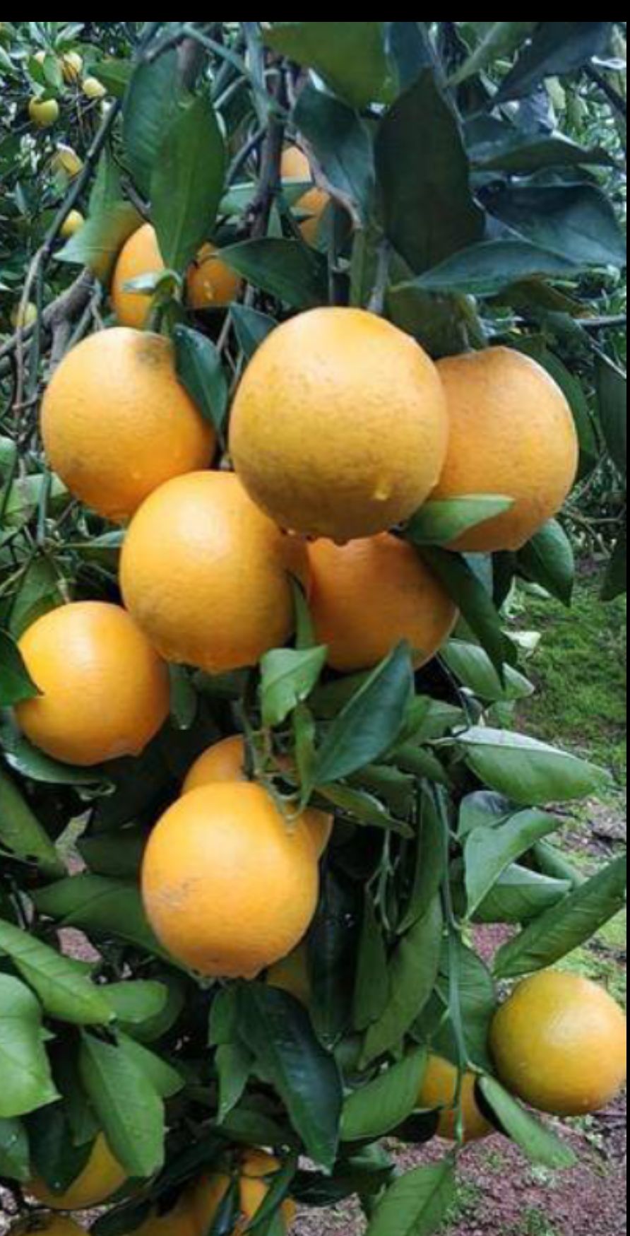 锦蜜冰糖橙 纯甜无核,农家自产