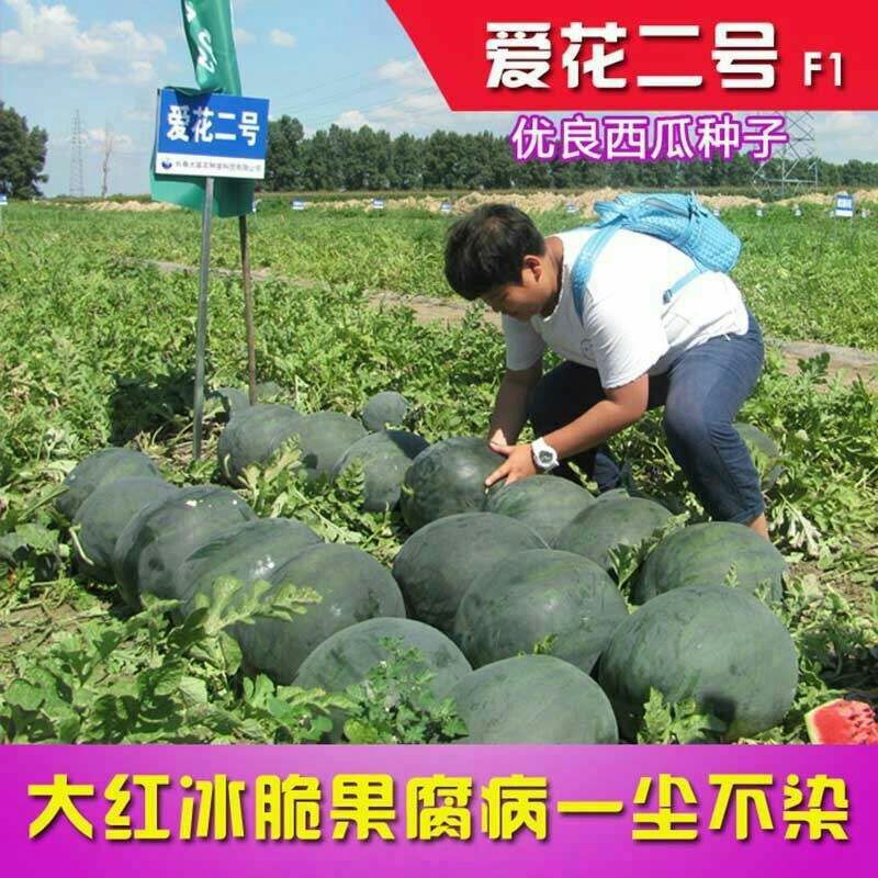  爱花二号西瓜种子黑皮西瓜种子品种大红瓤皮薄籽少高糖度耐重茬