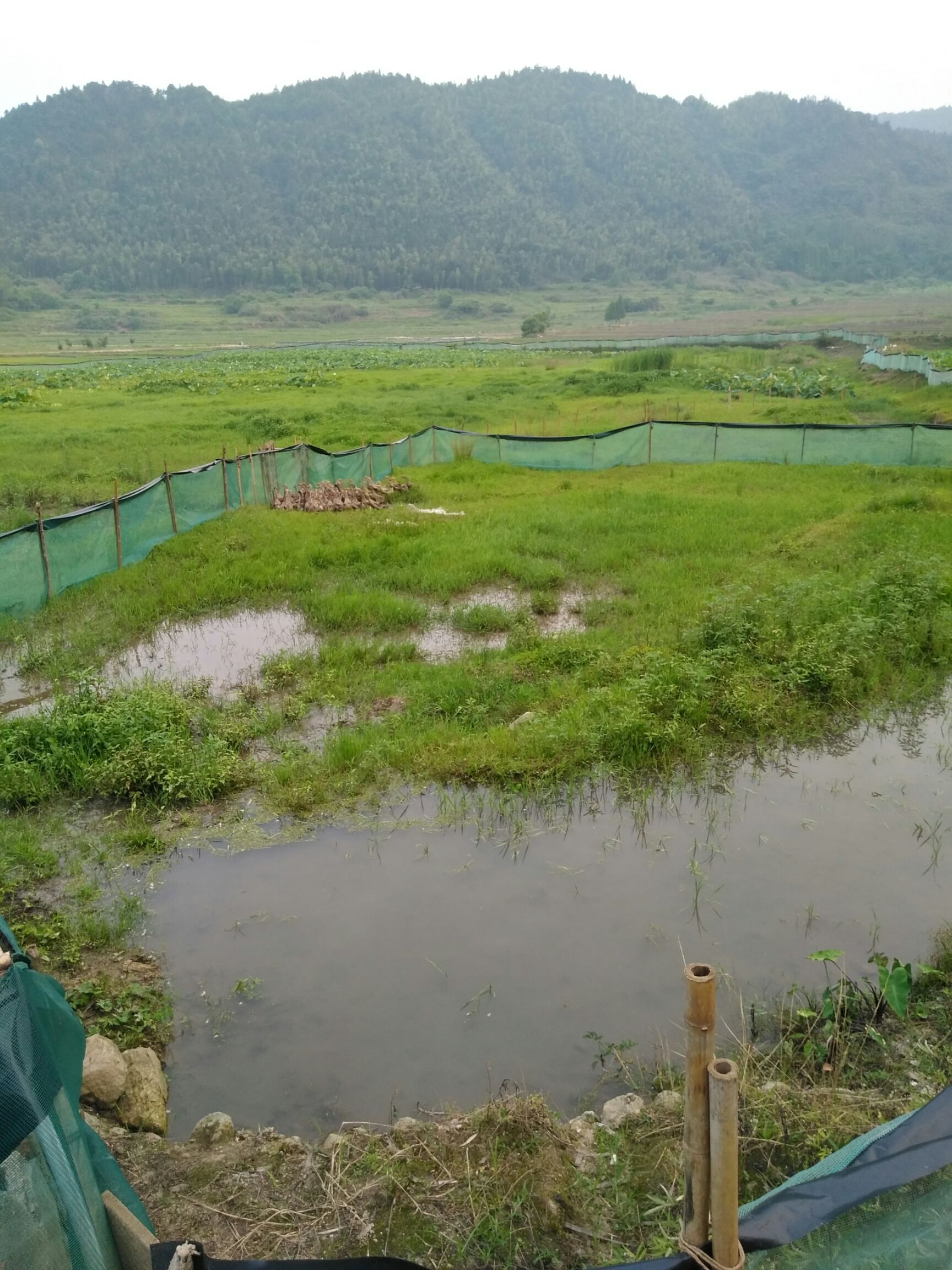  散养在莲子田间的蛋鸭、胡鸭
