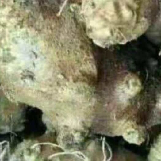 金堂县 天然藤三七