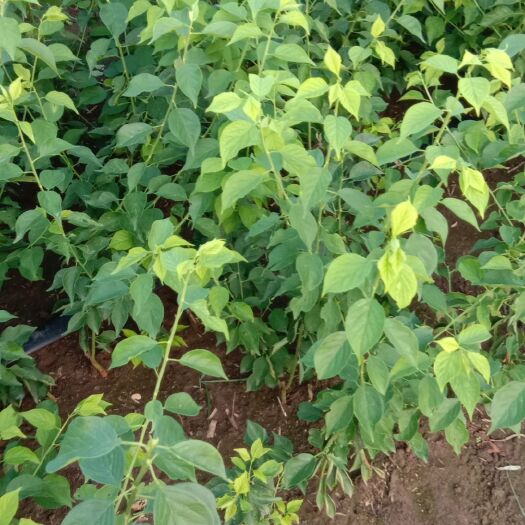 新沂市药用绿鄂梅