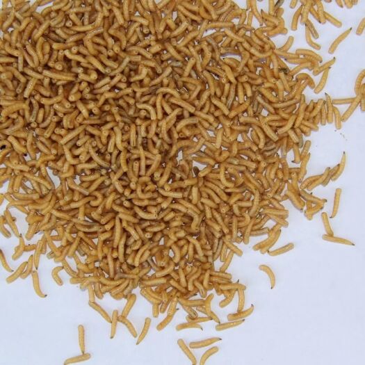 江门龙虾饲料  蝇蛆活体饲料，养虾好饲料