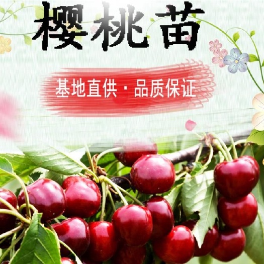 泰安樱桃苗品种纯正齐全，量大从优，享受批发价格