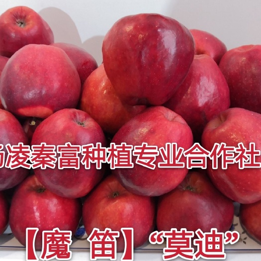 咸阳魔笛苹果苗  【魔 笛】矮化中间砧三年生成品苗苹(授粉树)