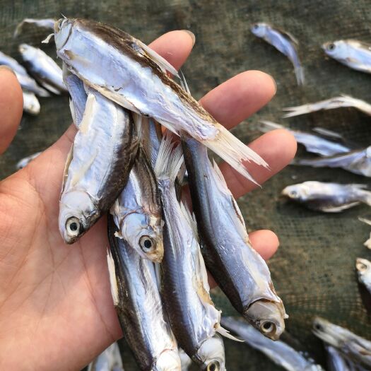 长沙刁子鱼干  咸鱼干淡水鱼干农家自晒餐条刁子鱼人工开肚小鱼干