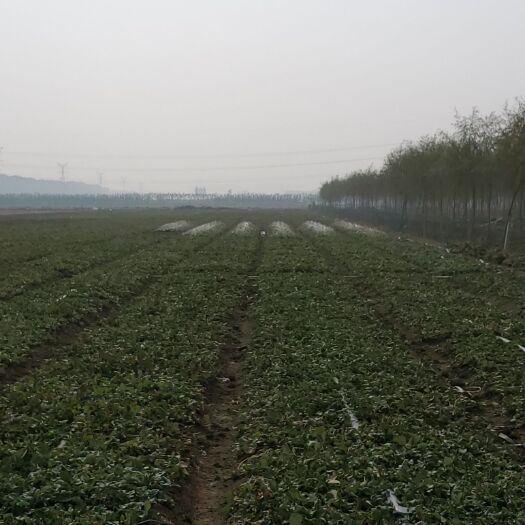 临沂天仙醉草莓苗 脱毒天仙醉