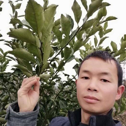 洪江市黄金柚枝条  黄金贡柚枝条