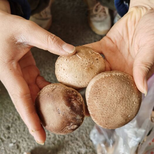 南陵县 香菇菌盖3~5Cm，4~7Cm肉厚未开伞，口感香嫩