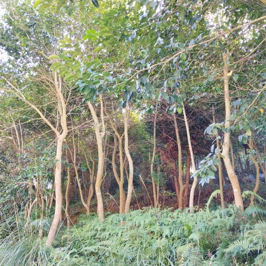 龙南市 江西龙南海洲苗木场大量批发红果冬青红皮榕树等苗木欢迎联系