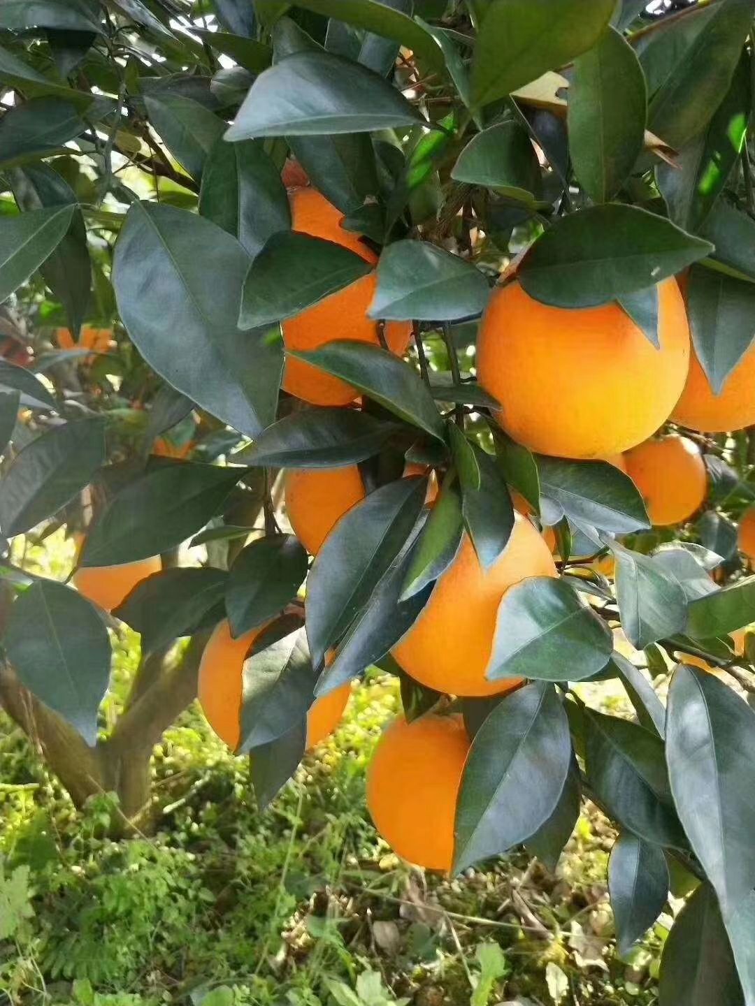 正宗赣南脐橙原产地供应规格60到100精品果