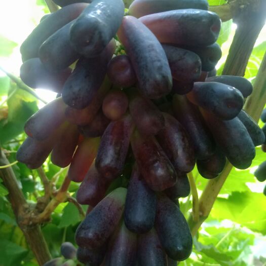 营口蓝宝石葡萄苗 蓝宝石葡萄天然无核，含糖量20克左右。长粒自带小酒窝