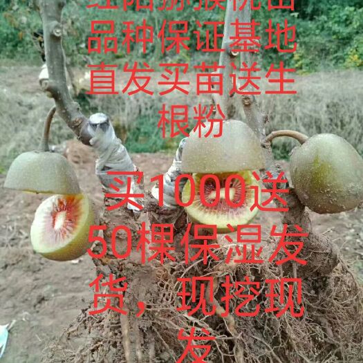 猕猴桃苗  基地现挖现发红心猕猴桃嫁接苗南北方种植盆栽地栽保