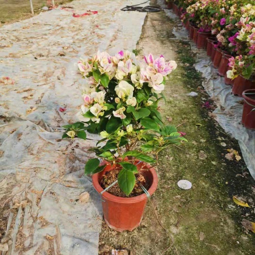 漳州 红樱三角梅