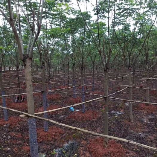 井研县普通栾树 移植熟货，截杆发帽，分枝统一，