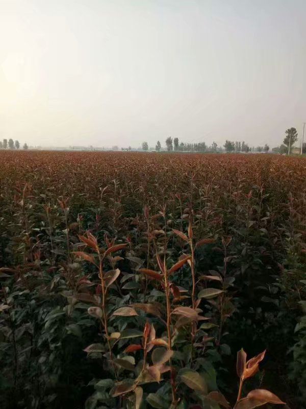  “奥红一号”全红梨梨树苗，状元冰糖梨、早酥红、秋月梨树苗