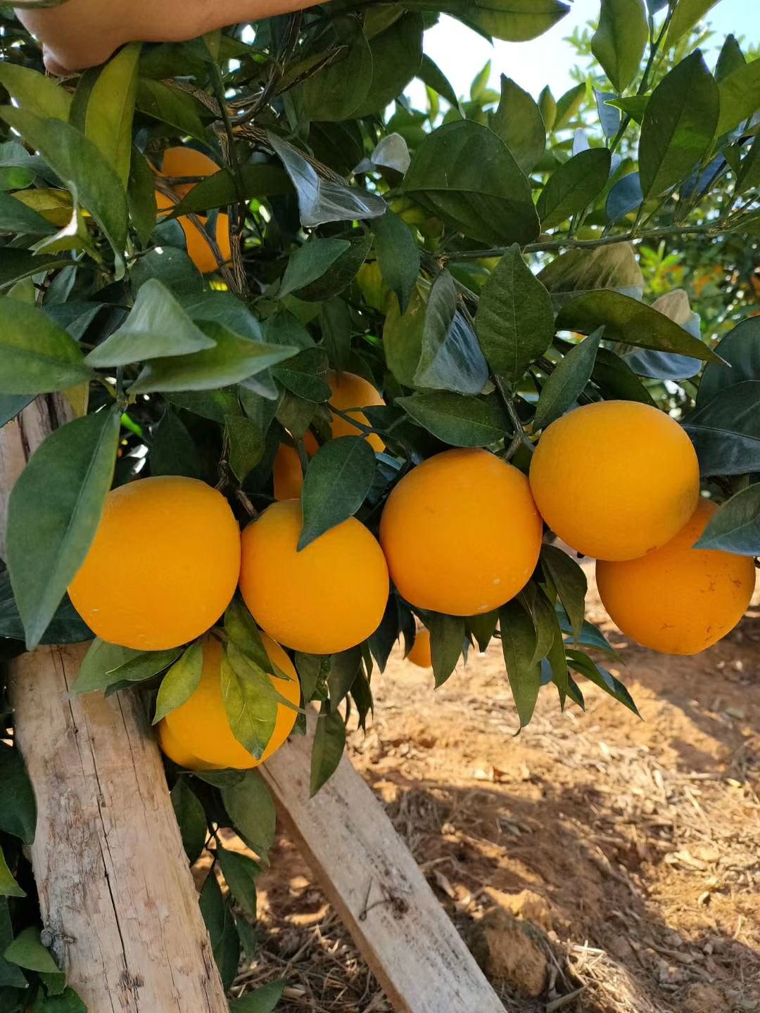 正宗赣南脐橙原产地供应规格60到100精品果