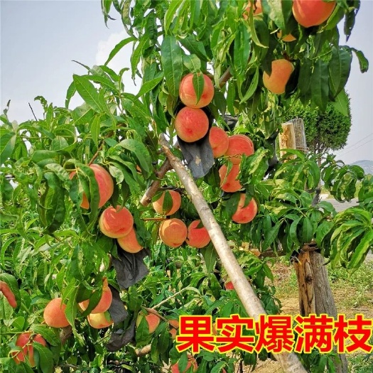 平邑县 早熟春雪桃树苗，纯正嫁接苗，基地直销，保证品种纯度