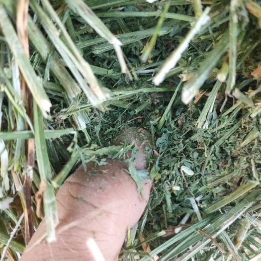 酒泉紫花苜蓿 优质苜蓿不多了！