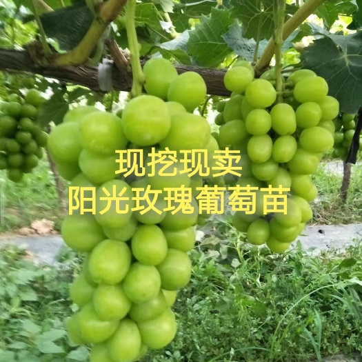 长沙阳光玫瑰葡萄苗自有育植品种纯正现挖现卖包邮耀眼玫瑰日本晴王