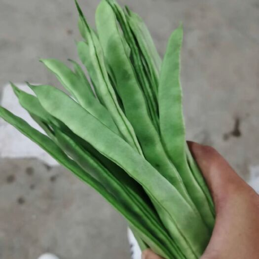 保山绿扁豆 包条长，颜色绿，，精品，通货