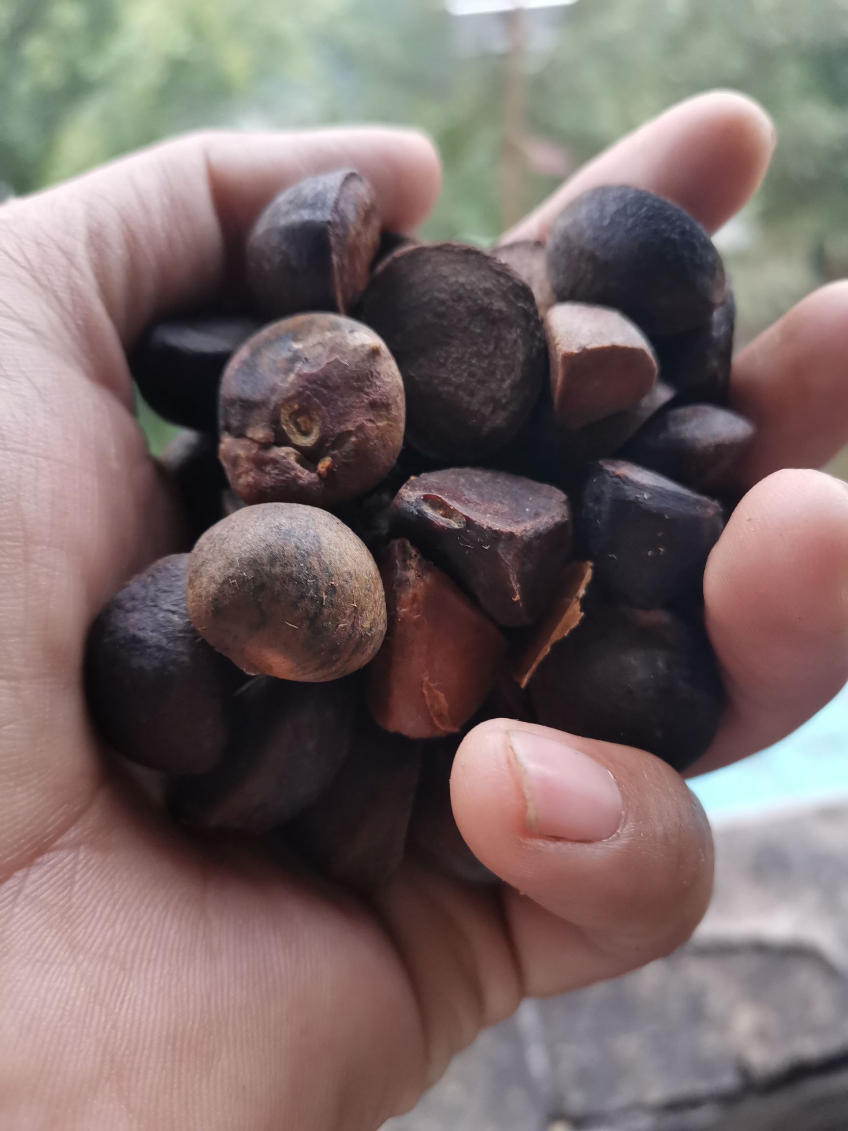 野生山茶油 贵州高山，山茶籽油，天然，