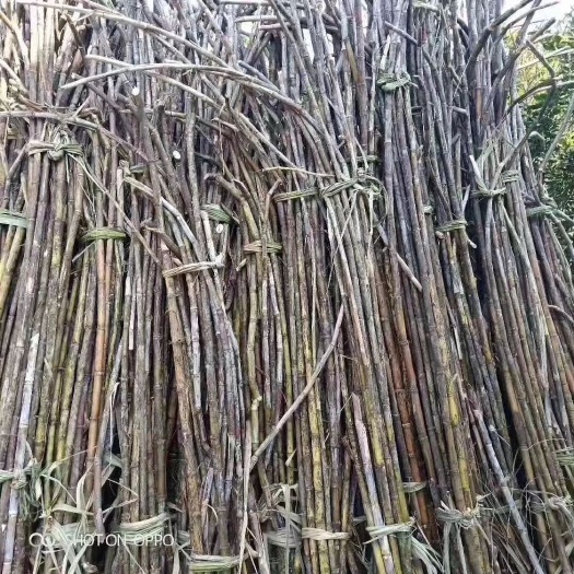 手工姜糖 2-3个月