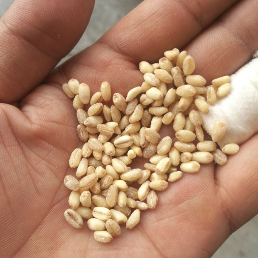 麦仁脱皮小麦仁