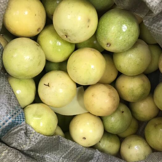 厦门黄金百香果 80 - 90克