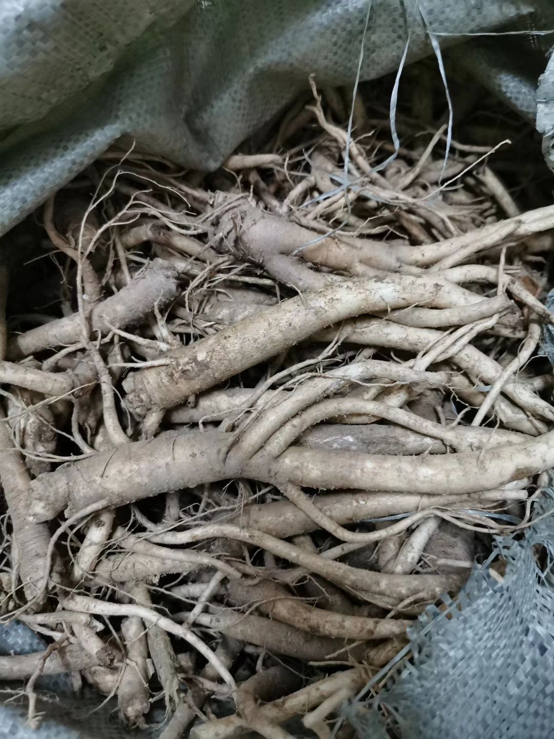  鲜人参