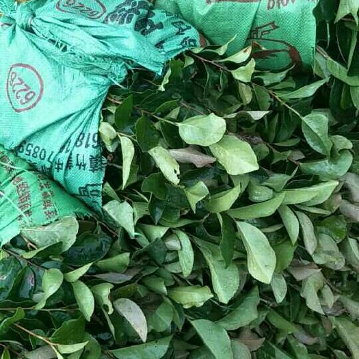 博白县 油茶苗