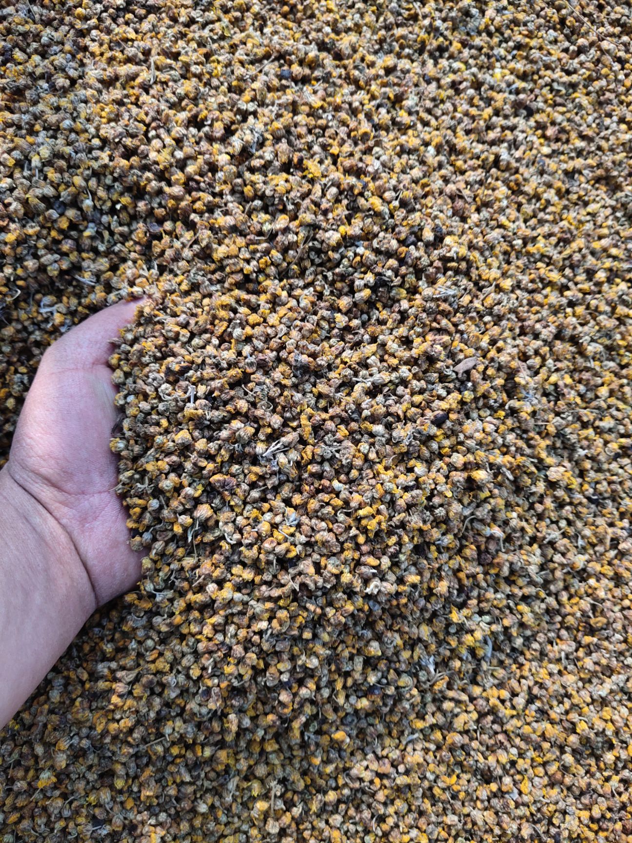 菊花茶  野菊花过筛货 精品货