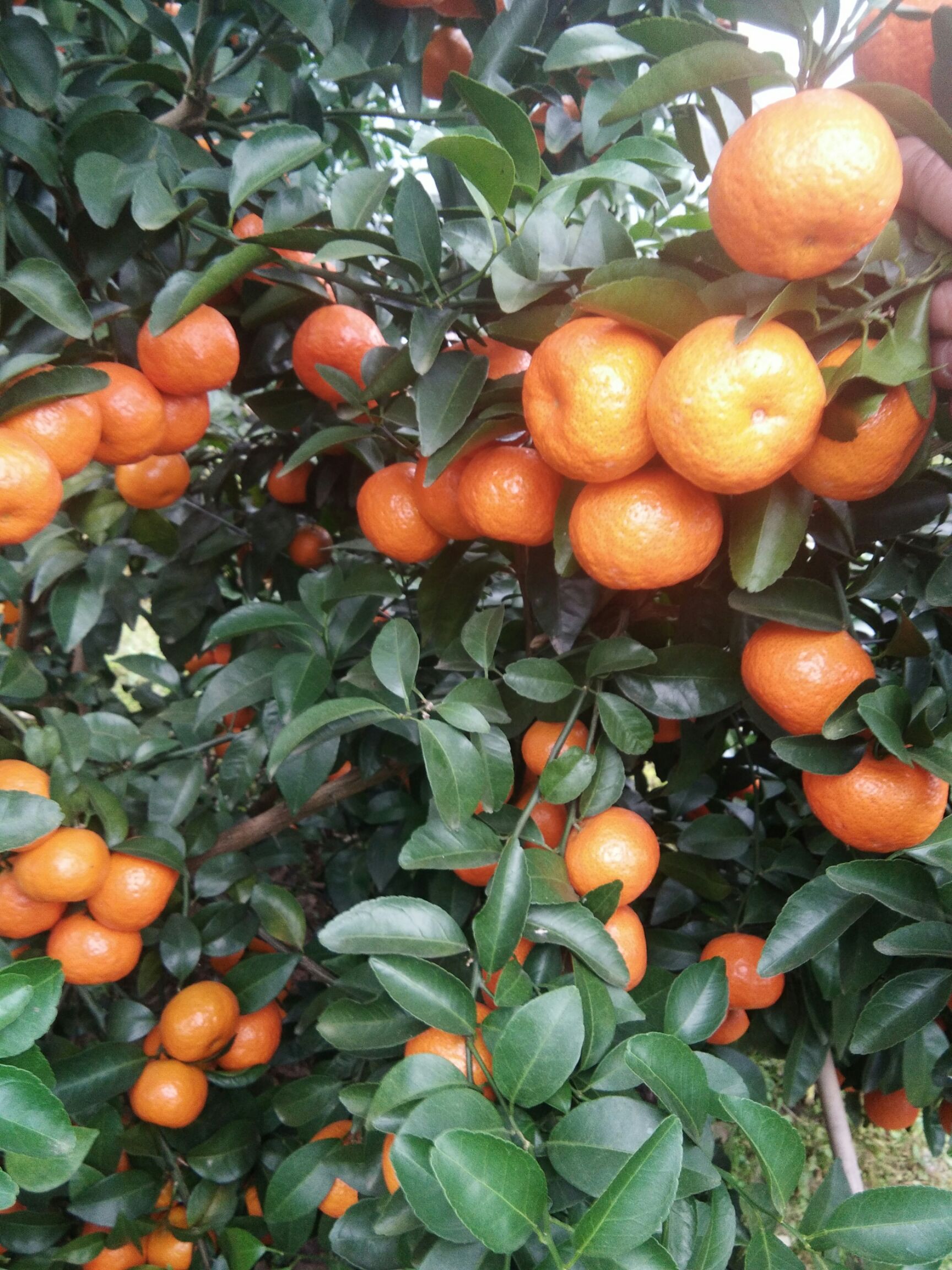 沙糖桔 清甜鲜红的沙糖桔己上市欢迎老板来电预订采购连系