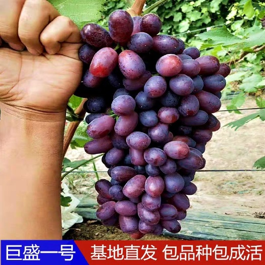 巨盛一号 现挖保湿发货 成活率高 口感好 量多优惠