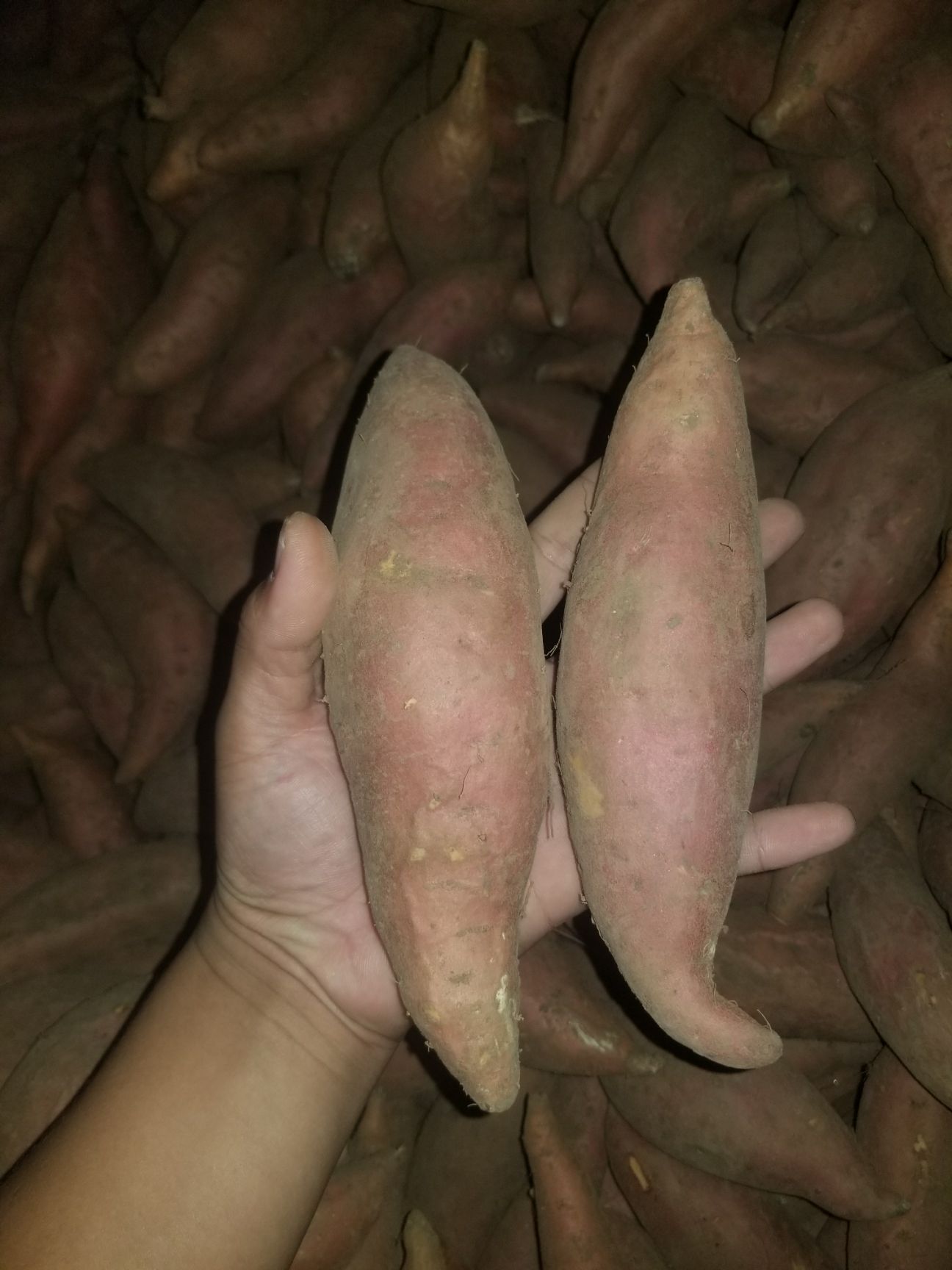  大量批发烟薯25，保甜保软，烤薯专用