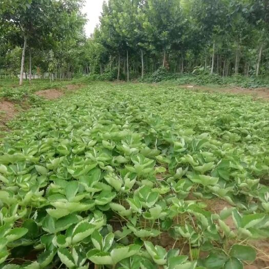 中牟县拉松6号草莓苗 10公分以下 地栽苗