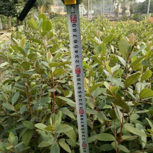 广州 桃金娘苗 岗稔苗  稔子树 三四年苗，树上带花果！