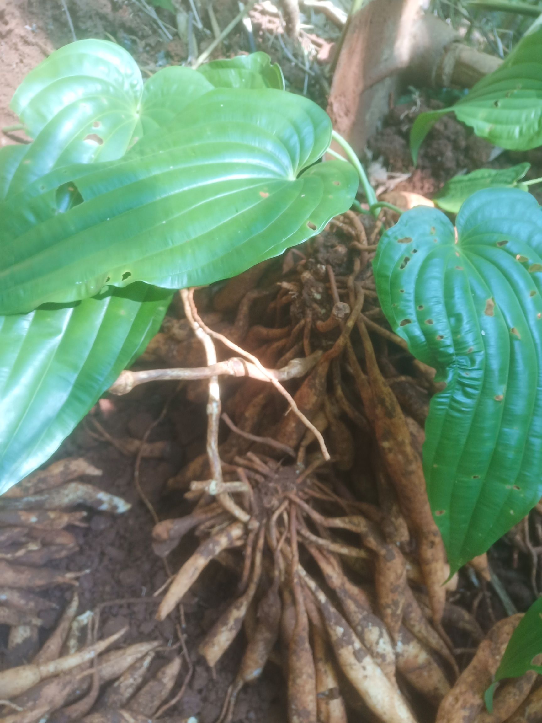 云南临沧耿马傣族佤族自治县百部 云南野生药材干货