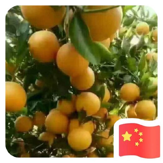 麻阳县怀化市麻阳冰糖橙