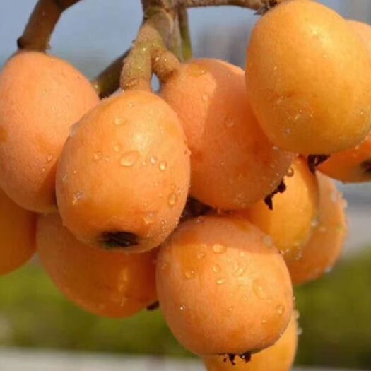 蒙自市蒙自枇杷 0.7 - 1两