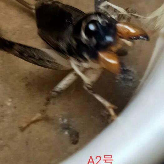 宁津县 高级蟋蟀白虫仿秋地白缸白斗蟋蟀蛐蛐鸣虫角斗士