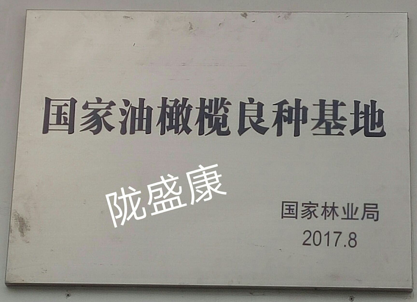 武都农民自榨橄榄油甘肃陇南特产特级初榨橄榄油保证当年新油包邮